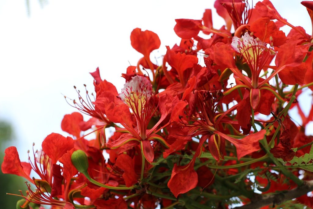 circuit 2 semaines réunion